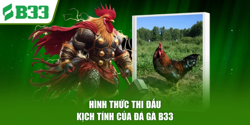 Hình thức thi đấu kịch tính của đá gà B33